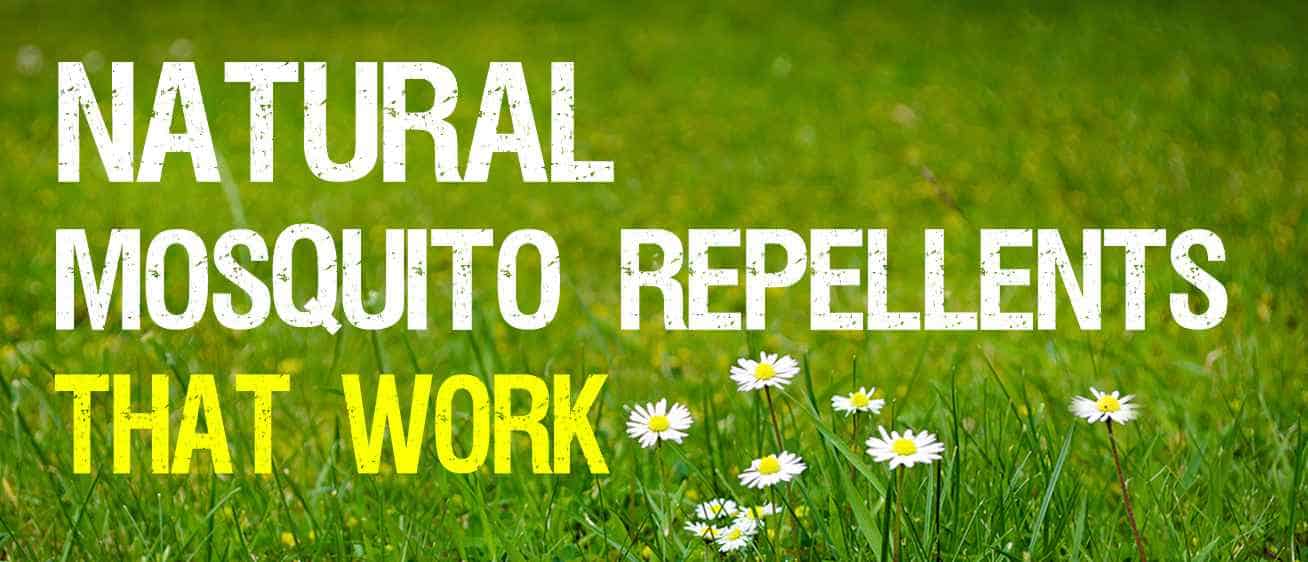 natural mosquito repellents that work mosquitofixes natural mosquito repellents that work mosquitofixes