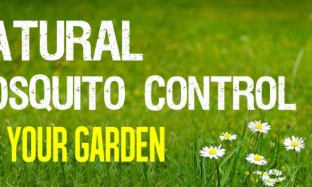 Natural mosquito control for your garden