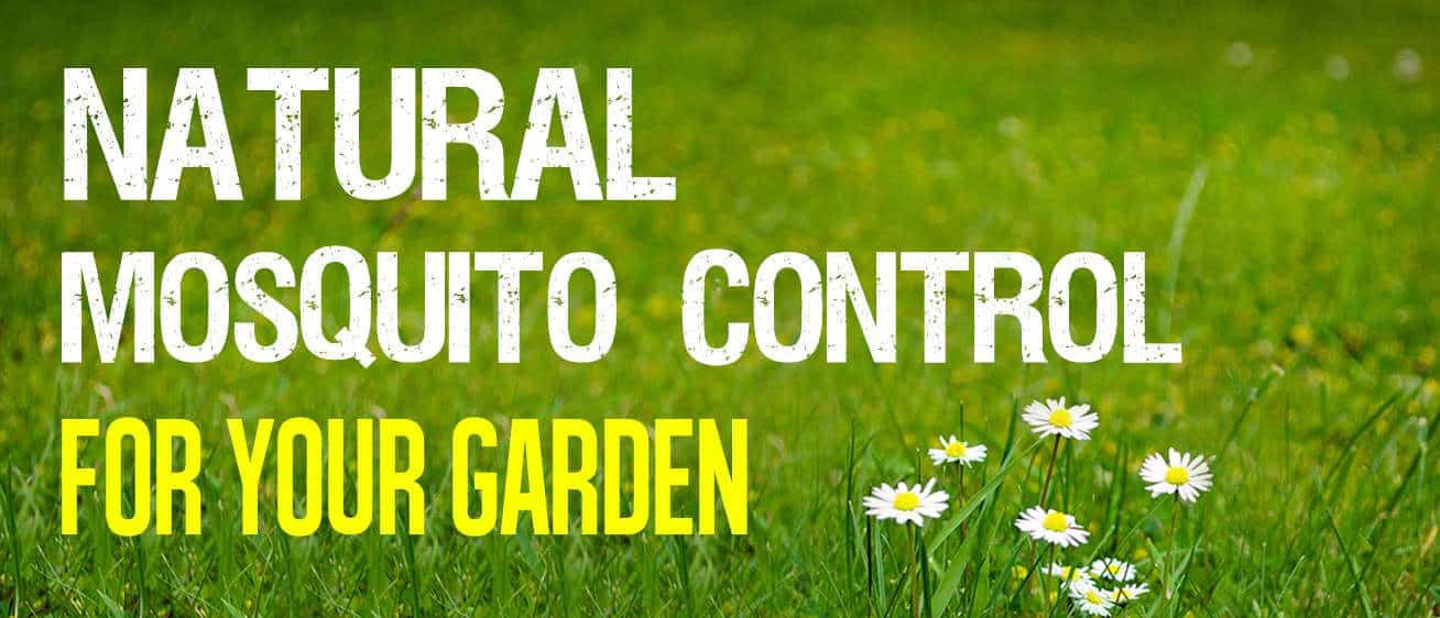 natural mosquito control for your home natural mosquito control for your garden