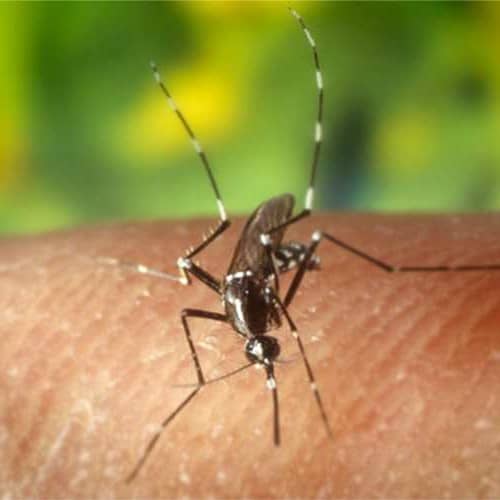 repellents against mosquito bites what works against mosquito bites?