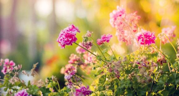 Mosquito Repellent Plants What plants control mosquitoes?