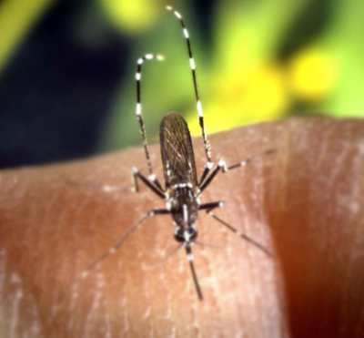 zika repellent review What is the best repellent against Zika?