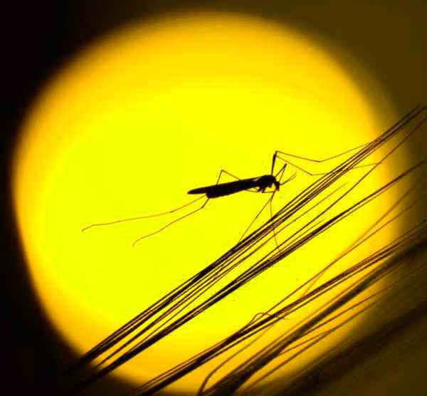 Mega Catch Pro 900 Premier Review Mosquitofi Mega Catch Mosquito Field Test