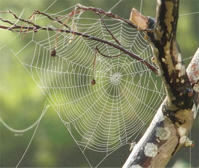 Mosquito Catchers: Stay Bite-Free Once and for All | mosquitofixes